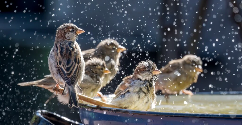 Animalele care se tratează singure: Ce mai putem învăța din natură?