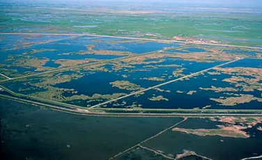 Dezastru ecologic într-un paradis al păsărilor din SUA. Ce s-a întâmplat?