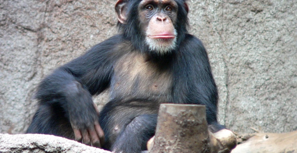 Cercetătorii au descifrat o parte din limbajul cimpanzeilor. Ce semnificaţie au anumite gesturi?