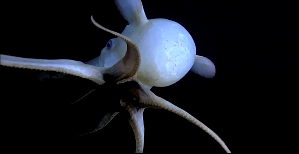 O caracatiţă „înaripată” a fost filmată în adâncurile Pacificului (VIDEO)