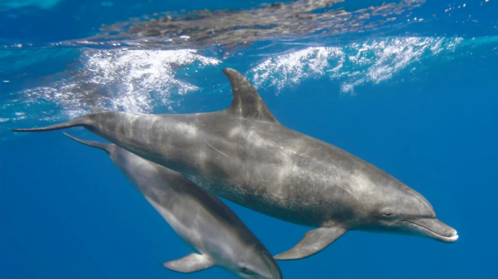 Substanțe toxice din ecrane, descoperite în creierul delfinilor din Marea Chinei de Sud