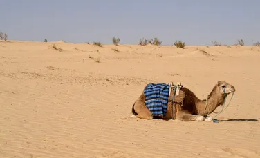 Clima din deşertul Sahara se transformă o dată la 20.000 de ani