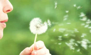 Alergiile sezoniere, „reprogramate” de organism?