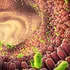 Microbii intestinali ne-ar putea proteja de „chimicalele veșnice”