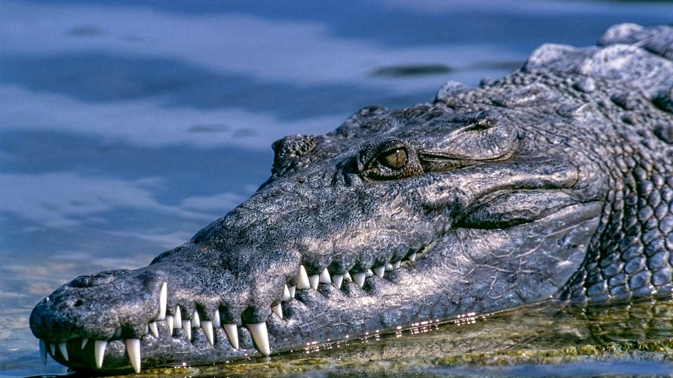 Un aligator uriaş, cu un comportament neobişnuit, se plimba pe străzile din Huston – VIDEO