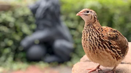 Ce se întâmplă cu păsările care dedică mai multă energie creșterii puilor?