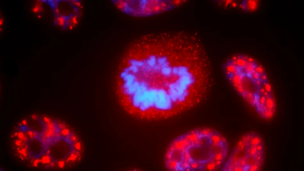 Savanţii au făcut o descoperire de proporţii legată de cancer. ”Timp de 60 de ani am crezut asta”