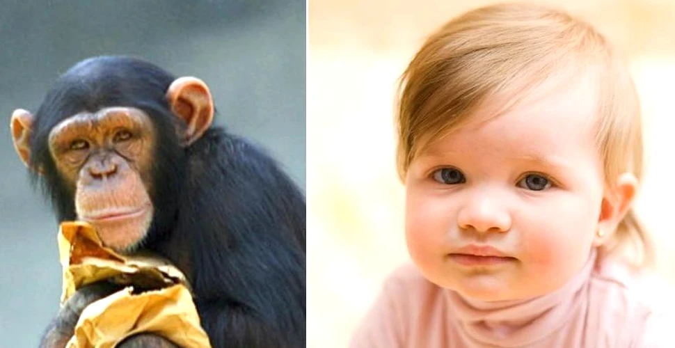 Ce învăţăm de la maimuţe şi de la copiii mici în privinţa limbajului?