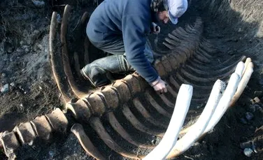 A fost descoperit scheletul uriaş al unei vaci de mare