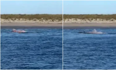 Imagini surprind momentul în care un mare rechin alb atacă fără milă o focă în apele din Cape Cod