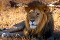 „Buturuga mică răstoarnă carul mare”: Ce se întâmplă cu leii din Kenya din cauza furnicilor?