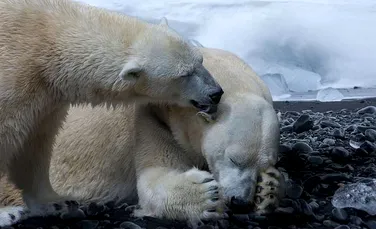 Descoperire alarmantă a cercetătorilor: Oceanul Arctic ar putea rămâne fără gheaţă până în 2040