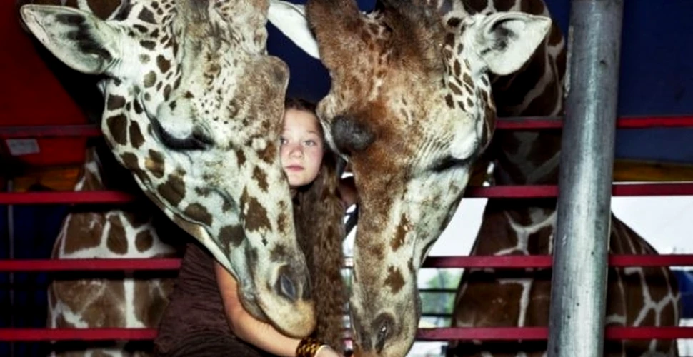 Lumea Ameliei: Fetiţa care a crescut alături de animale