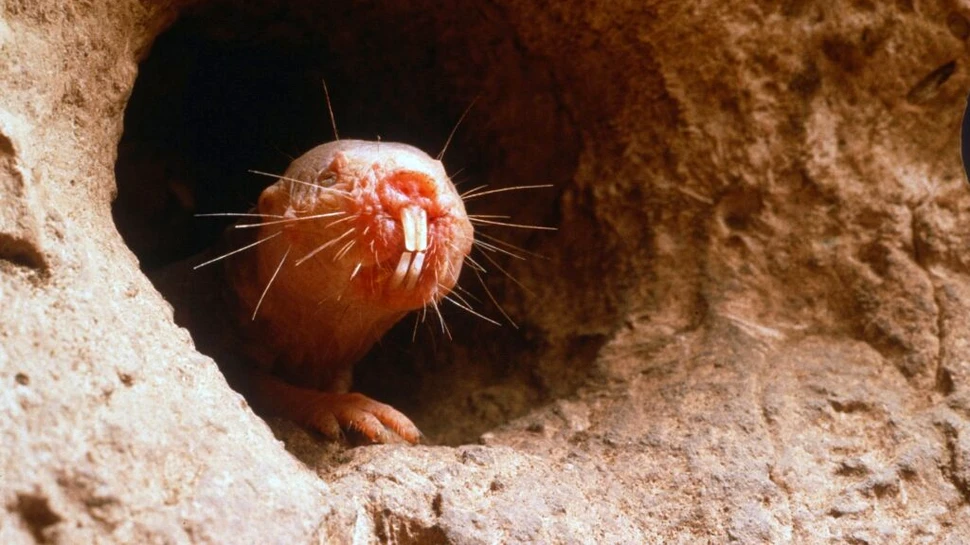 Test de cultură generală. Care animal simte cu dinții?