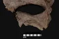 Pentru prima oară, arheologii au găsit material organic în fosile din Mezozoic