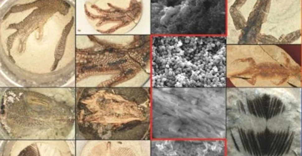 Paleontologii au reuşit să creeze, în laborator, fosile extrem de asemănătoare cu cele reale