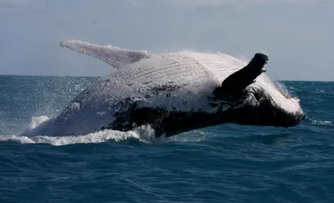 De ce nu mai cântă masculii de balenă de pe coasta de est a Australiei?