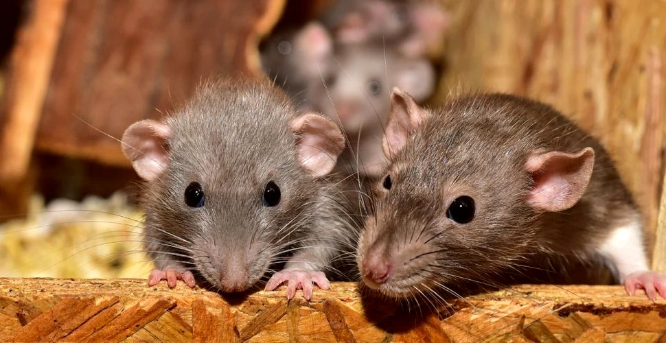 Oamenii au luat hepatita E de la şobolani, în Hong Kong, iar cercetătorii nu ştiu de ce
