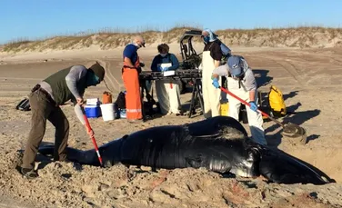O balenă extrem de rară, descoperită moartă pe o plajă din Carolina de Nord