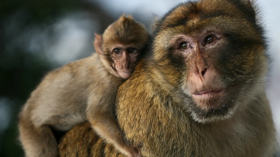 Cei mai buni taţi din lumea animală
