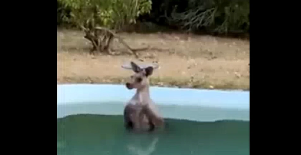 Temperaturile extreme din Australia determină cangurii să se se răcorească în piscine – VIDEO