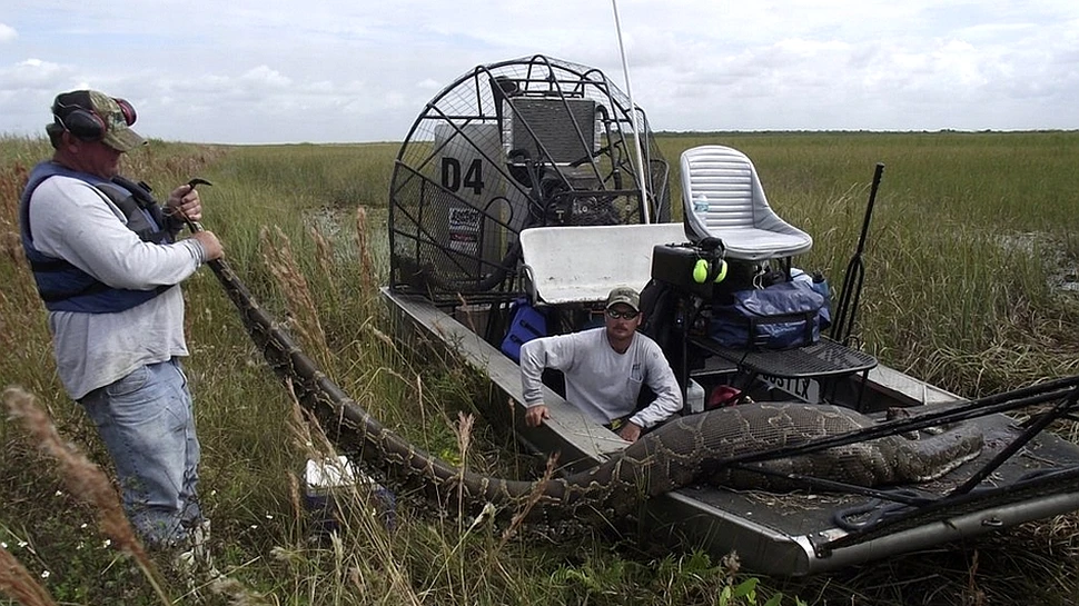 Descoperire-şoc în Florida: un piton care a înghiţit o căprioară! (FOTO)