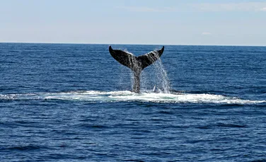 O balenă ar fi provocat moartea a 5 persoane în Noua Zeelandă
