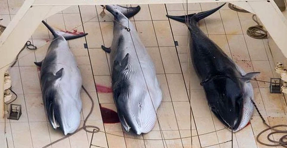 Decizie scandaloasă luată de Japonia. Se reîncepe vânătoarea de balene ”de dragul ştiinţei”.  VIDEO