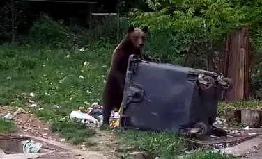 Urşii se plimbă în miezul zilei în Buşteni, să-şi caute de mâncare