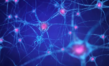 S-a descoperit modul în care fibrele nervoase se pot regenera