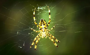 Descoperire extraordinară: păianjenii folosesc plase electrice pentru a-şi prinde prada!