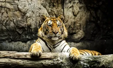 Un rus de la un circ a plecat la plimbare cu un pui de tigru, într-un centru comercial – VIDEO