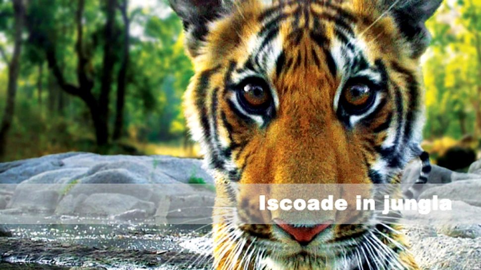 Iscoade in jungla