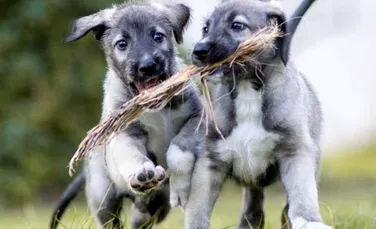 Premieră mondială în lumea canină: ”Aceaştia sunt primii monozigoţi proveniţi de la câine”