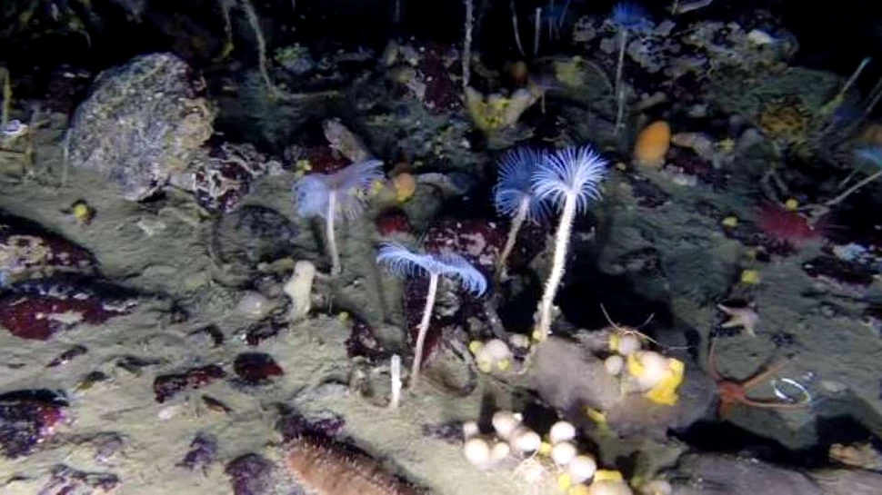 Un robot subacvatic a mers sub Antarctica şi a înregistrat imagini uimitoare – VIDEO