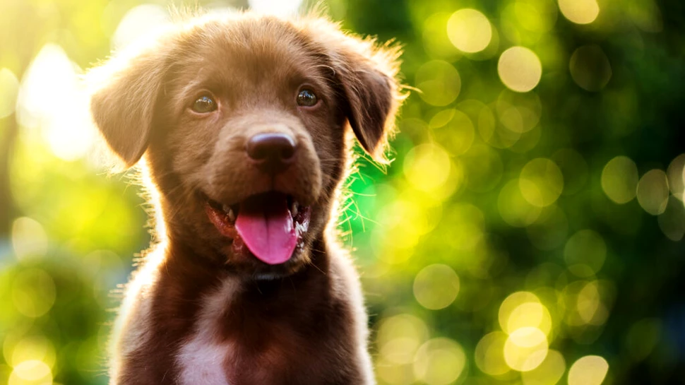 La ce se gândește câinele tău? Oamenii de știință ar fi găsit, în sfârșit, răspunsul