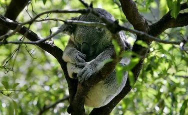 Ursuleţul koala, pe lista speciilor vulnerabile
