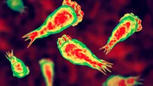 India declară alertă sanitară după mai multe cazuri de amibă „mâncătoare de creier”
