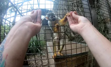 Doar maimuțele cu degete opozabile sunt păcălite de un simplu truc de magie