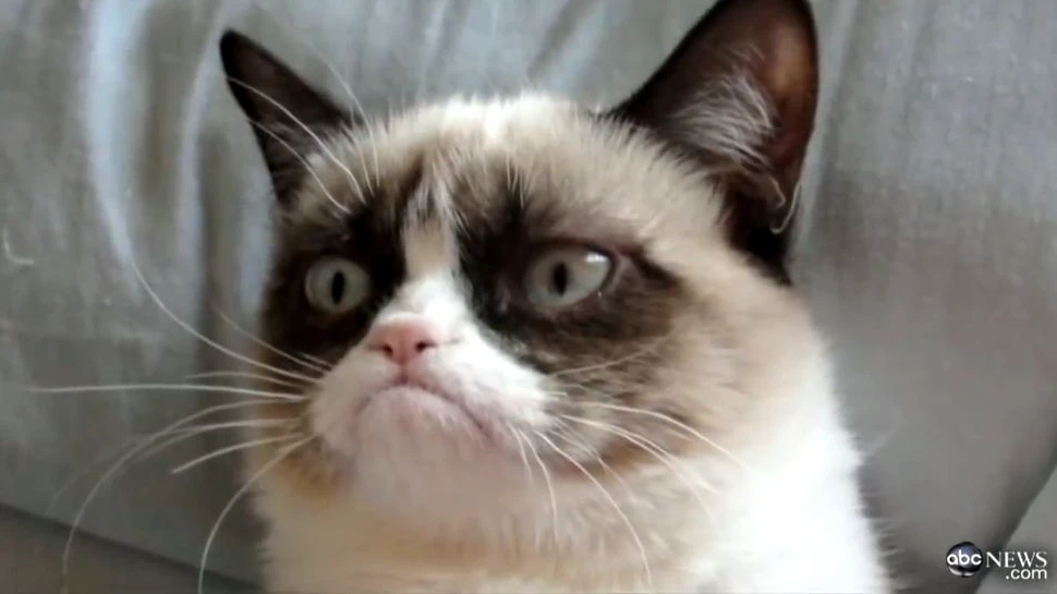 Stăpâna lui Grumpy Cat a câştigat 710.000 de dolari, după un proces câştigat împotriva unui producător de cafea