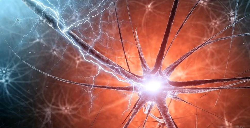 Cercetătorii au descoperit un nou tip de neuroni care sunt implicaţi în învăţarea senzorială