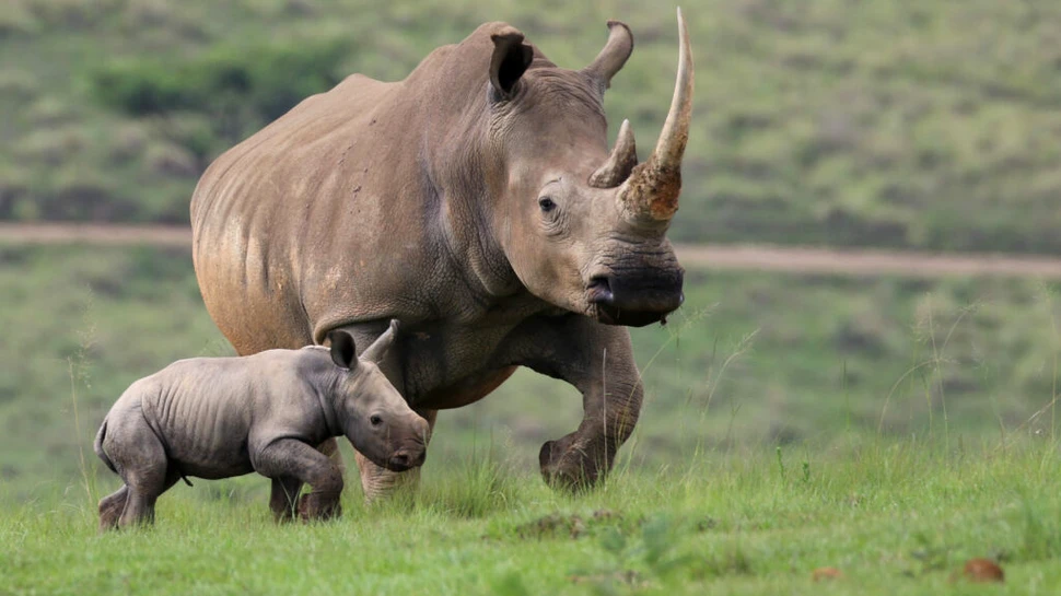 Primii rinoceri albi din ultimii 40 de ani într-un parc natural din Mozambic