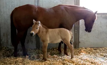 O grădină zoologică a clonat cu succes un cal dintr-o specie aflată pe cale de dispariție