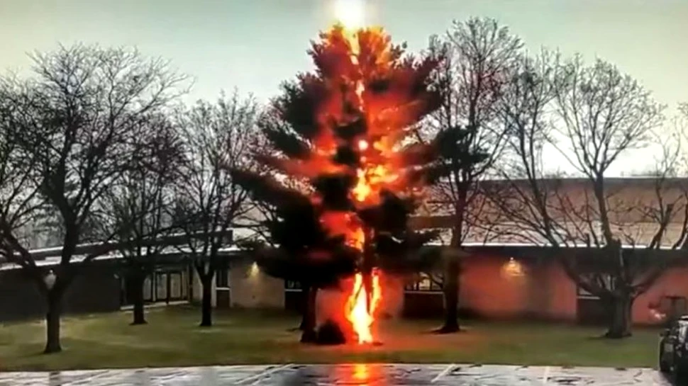 Imagini incredibile arată momentul în care un copac este complet distrus de trăsnet