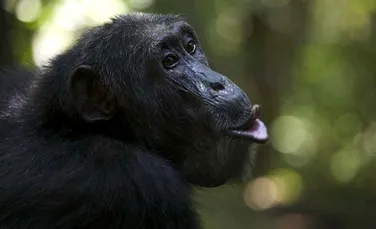 Cimpanzeii vocifereaza in timpul actului sexual