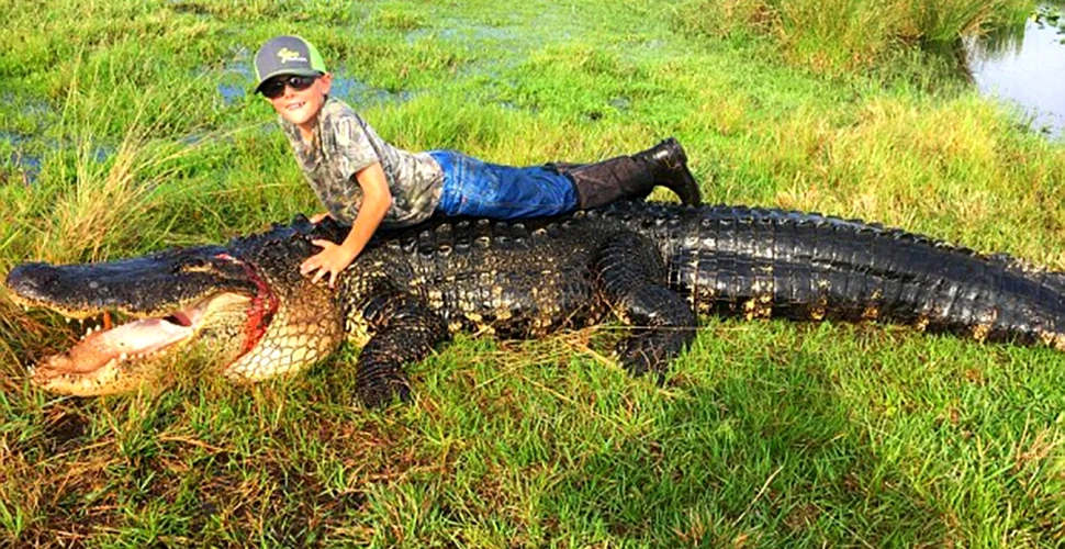 Vânători din Florida au prins un aligator de dimensiuni URIAŞE. ”Este cel mai mare pe care l-am ucis vreodată în sălbăticie” – FOTO+ VIDEO