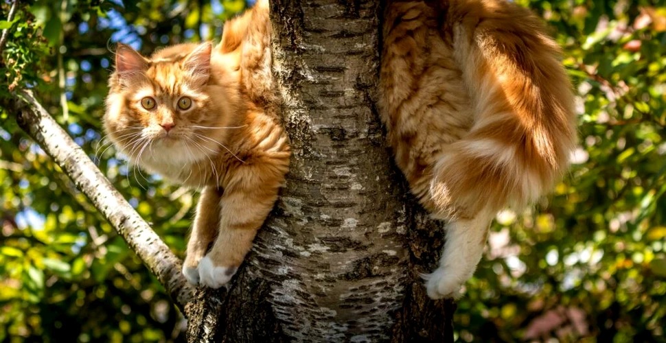 Cum se strecoară pisicile prin cele mai înguste spații? Secretul care le face atât de flexibile