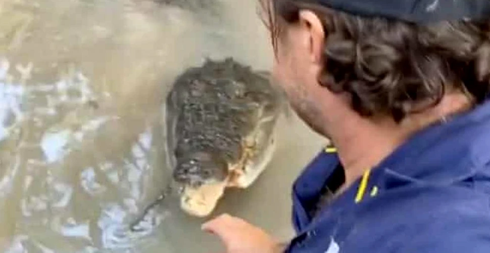 Cum să alungi un crocodil obraznic care nu te lasă în pace. Imaginile cu acest australian au ajuns virale