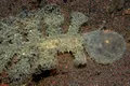 Un melc de mare ciudat are capul precum un sac de aspirator