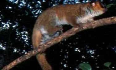 Lemurianul pitic Lavasoa: noua şi uimitoarea specie descoperită (Galerie foto)